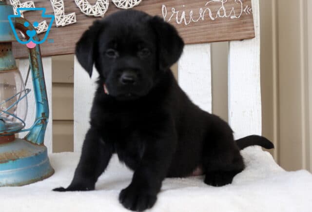 Black Labrador Retriever puppy sitting on a white bench beside a rustic lantern, with a decorative “friends” sign in the background. image