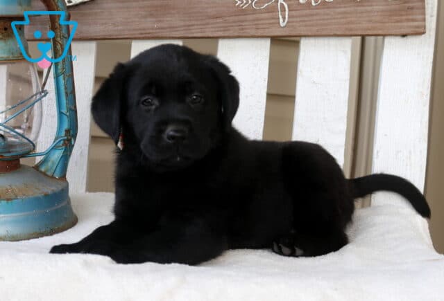 Black Labrador Retriever puppy lying on a white bench beside a rustic lantern, with a decorative sign in the background. image