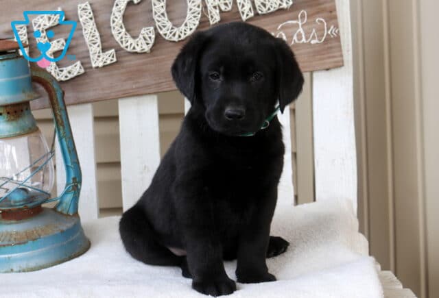 Black Labrador Retriever puppy sitting on a white bench next to a rustic lantern with a decorative sign in the background. image
