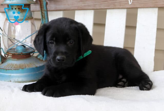 Black Labrador Retriever puppy lying on a white bench beside a rustic lantern, wearing a green collar. image