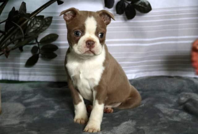 Sylvester Boston image