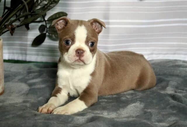 Sylvester Boston2 image