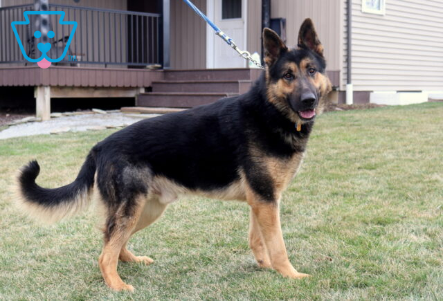 TREVOR German Shepherd Ben Beiler2 image