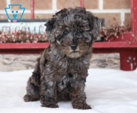 Tabby Mini Poodle