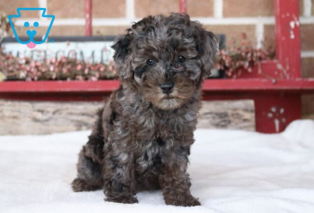 Tabby Mini Poodle image