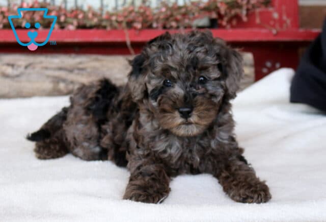 Tabby Mini Poodle2 image
