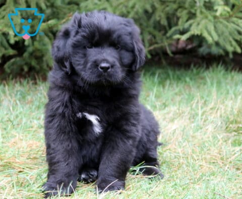 Fluffy black Newfoundland puppy sitting in grass with a white chest patch and evergreen trees behind.