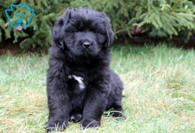 Fluffy black Newfoundland puppy sitting in grass with a white chest patch and evergreen trees behind. image