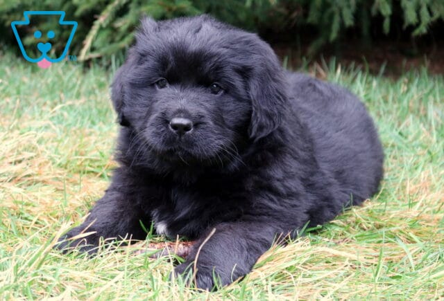 Tabby Newfie2 image
