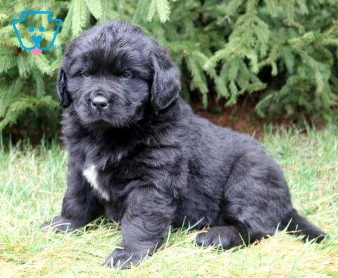 Fluffy black Newfoundland puppy sitting in grass with a small white chest patch and evergreen trees behind.
