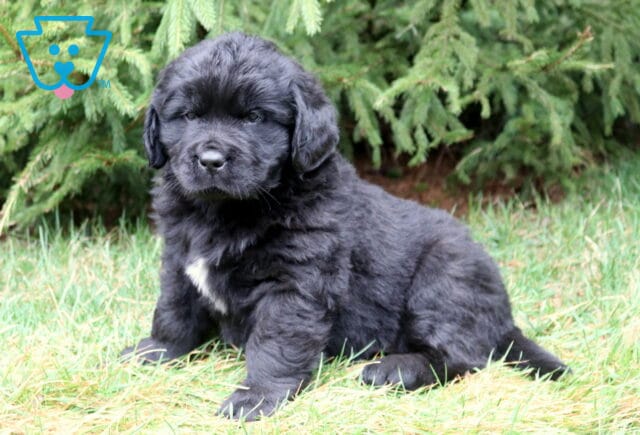 Fluffy black Newfoundland puppy sitting in grass with a small white chest patch and evergreen trees behind. image