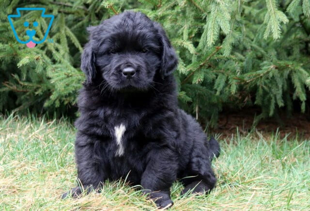 Fluffy black Newfoundland puppy sitting in grass with a bright white chest patch and evergreen trees in the background. image