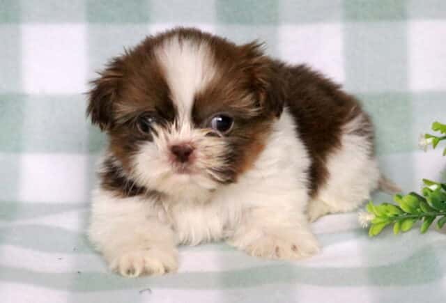 Tasha Shih Tzu image