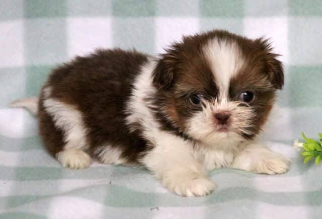 Tasha Shih Tzu2 image