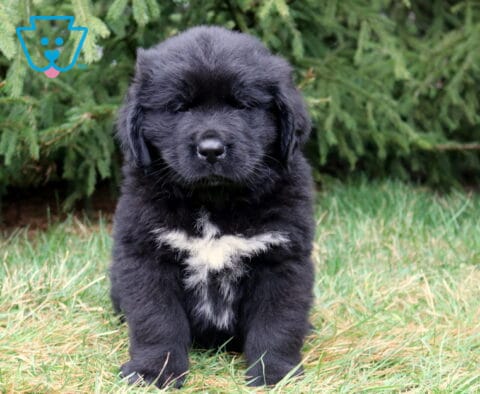 Fluffy black Newfoundland puppy sitting in grass with a large white chest patch and evergreen trees behind.