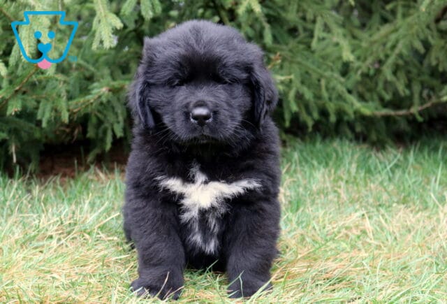 Fluffy black Newfoundland puppy sitting in grass with a large white chest patch and evergreen trees behind. image