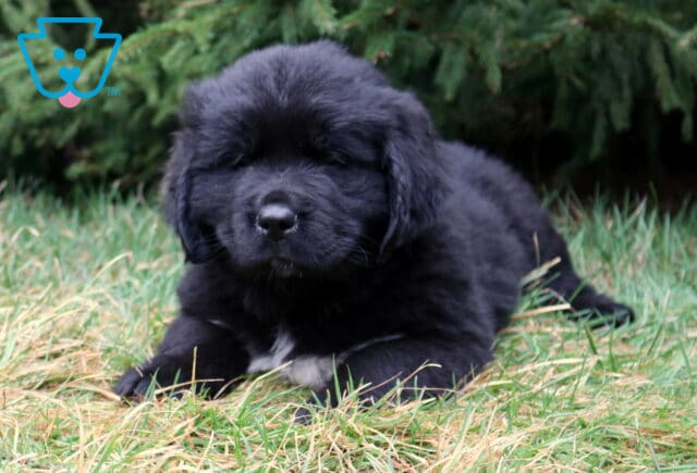 Fluffy black Newfoundland puppy lying in grass with a small white chest patch and evergreen trees in the background. image