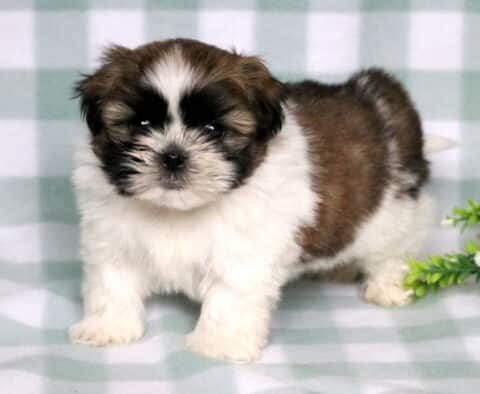 Teddy Shih Tzu