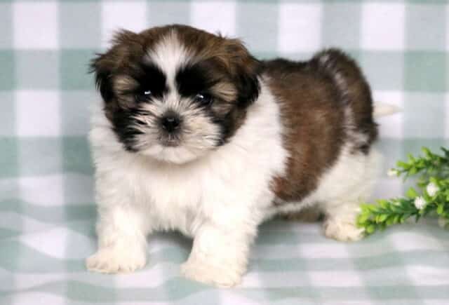 Tri-color Shih Tzu puppy with a fluffy white and brown coat and dark facial markings standing on a soft green checkered blanket beside a small greenery accent. image