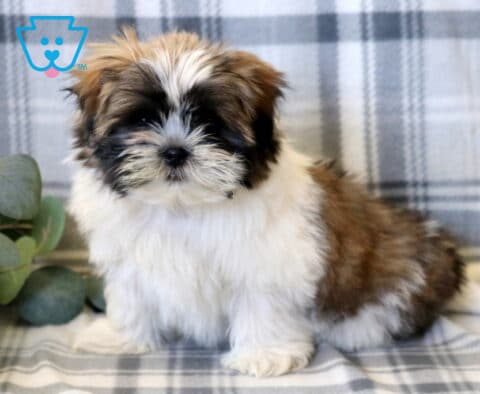 Teddy Shih Tzu Retake