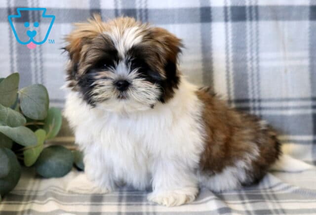 Adorable Shih Tzu puppy with a fluffy white and brown coat and a sweet dark mask, sitting gently on a soft plaid blanket, featuring a round face, short snout, and soft, expressive eyes, with a cozy neutral backdrop and subtle greenery accents image