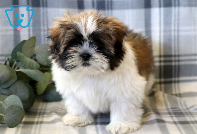 Adorable Shih Tzu puppy with a fluffy white and brown coat and a soft dark facial mask, standing sweetly on a cozy plaid blanket, featuring a round face, short snout, and gentle, expressive eyes, with a warm neutral backdrop and subtle greenery accents image