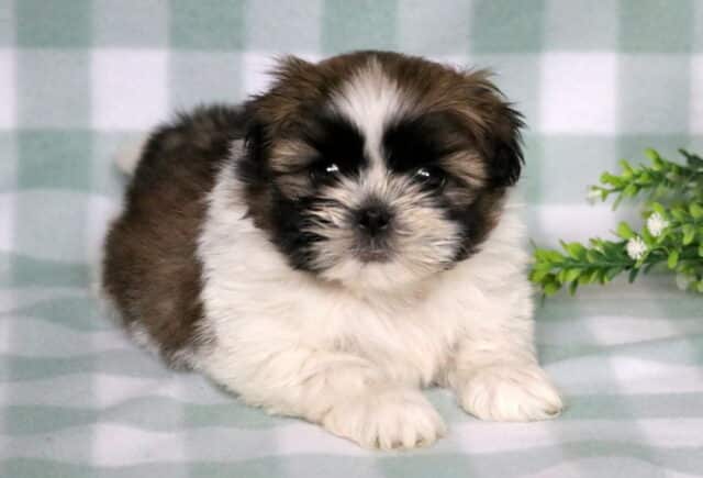 Fluffy tri-color Shih Tzu puppy with a white and brown coat and dark facial mask lying on a soft green checkered blanket beside a small decorative greenery sprig. image