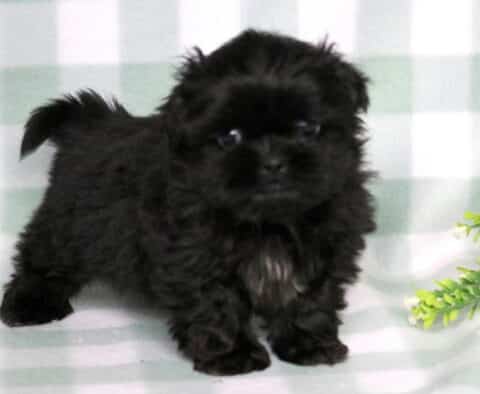 Tex Shih Tzu