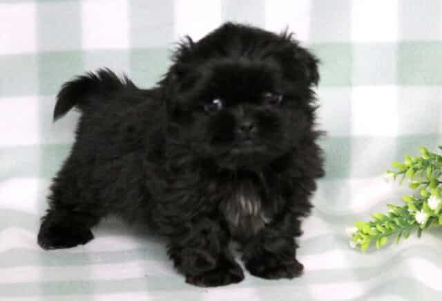 Tex Shih Tzu image