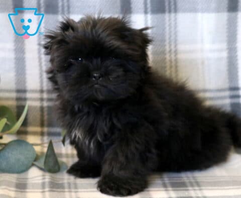 Adorable Shih Tzu puppy with a fluffy solid black coat sitting sweetly on a soft plaid blanket, featuring a round face, short snout, and soft, tousled fur, with a cozy neutral backdrop and subtle greenery accents