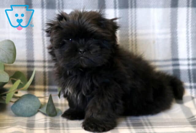 Tex Shih Tzu Retake image