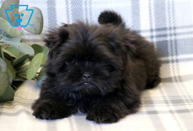 Tex Shih Tzu Retake2 image