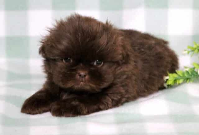Theo Shih Tzu image