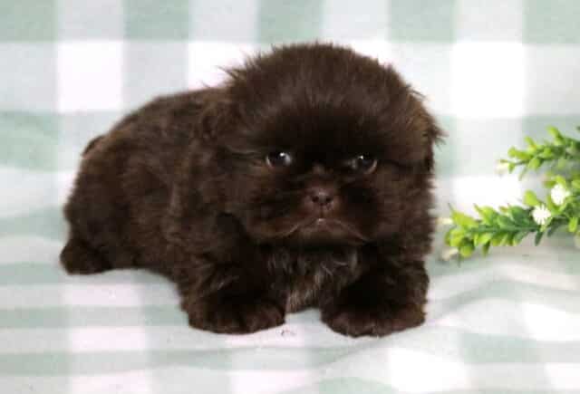 Theo Shih Tzu2 image