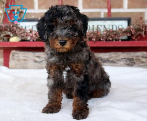 Theodore Mini Poodle