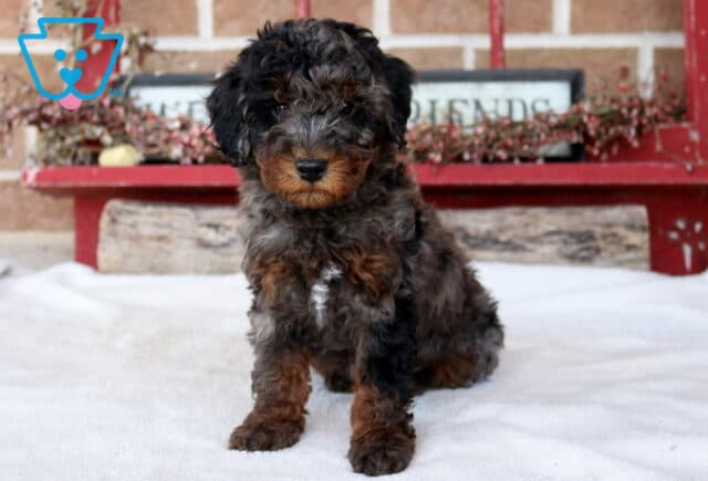 Theodore Mini Poodle image