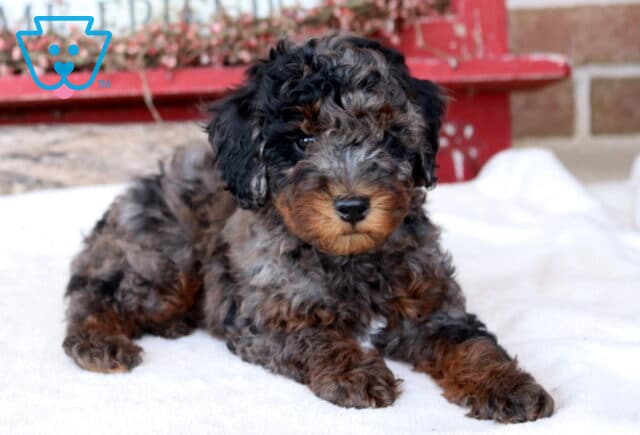 Theodore Mini Poodle2 image