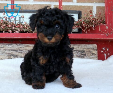 Thunder Mini Poodle