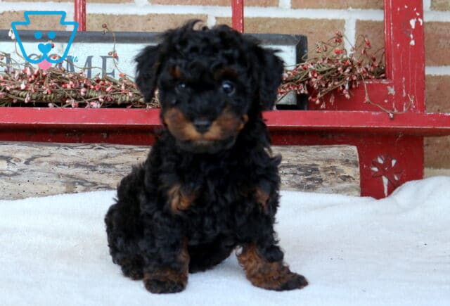 Thunder Mini Poodle image