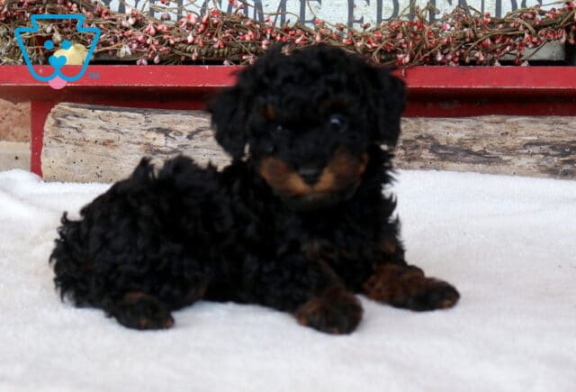 Thunder Mini Poodle2 image