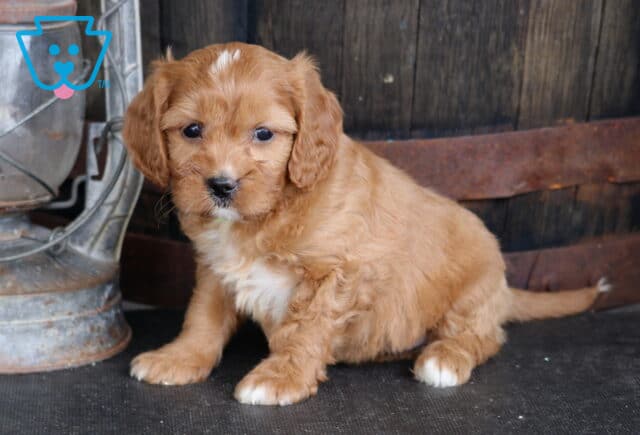 Tia Cavapoo image