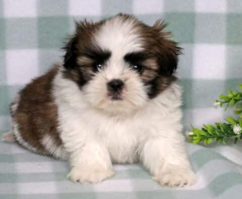 Tia Shih Tzu