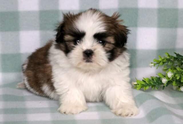Tia Shih Tzu image