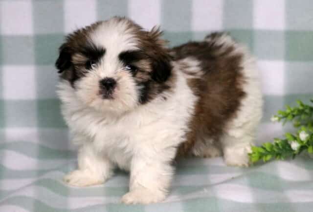 Tia Shih Tzu2 image