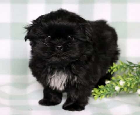 Tike Shih Tzu