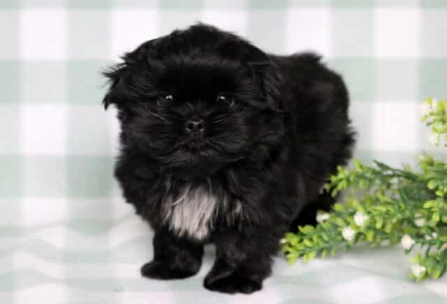 Fluffy black Shih Tzu puppy with a small white chest patch standing on a soft green checkered blanket beside a decorative greenery accent. image