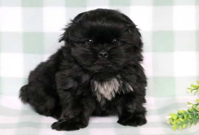 Fluffy black Shih Tzu puppy with a small white chest patch sitting on a soft green checkered blanket beside a decorative greenery sprig. image