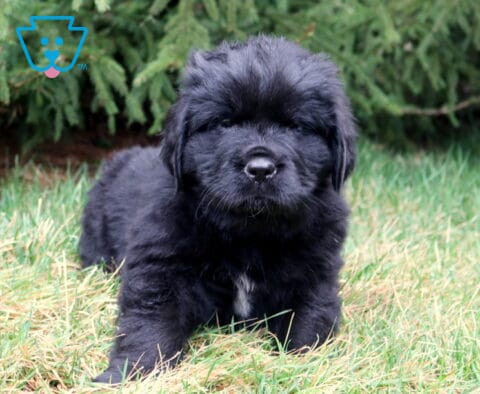 Fluffy black Newfoundland puppy standing in green grass with evergreen trees in the background.