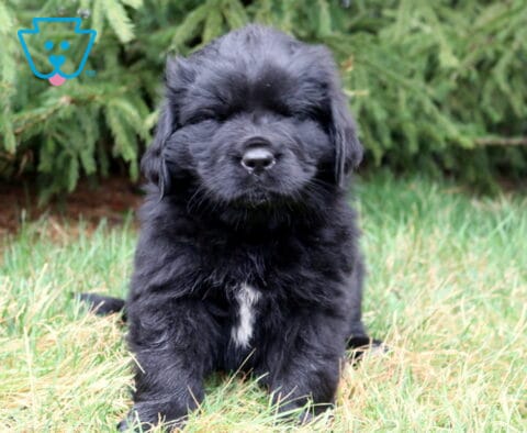 Black Newfoundland puppy sitting in grass with a small white chest patch and evergreen trees behind.