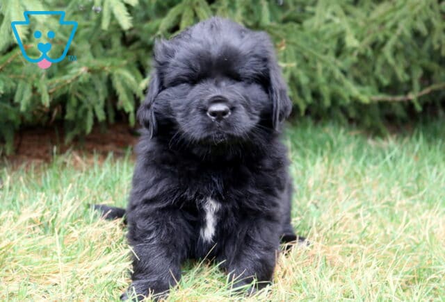 Black Newfoundland puppy sitting in grass with a small white chest patch and evergreen trees behind. image